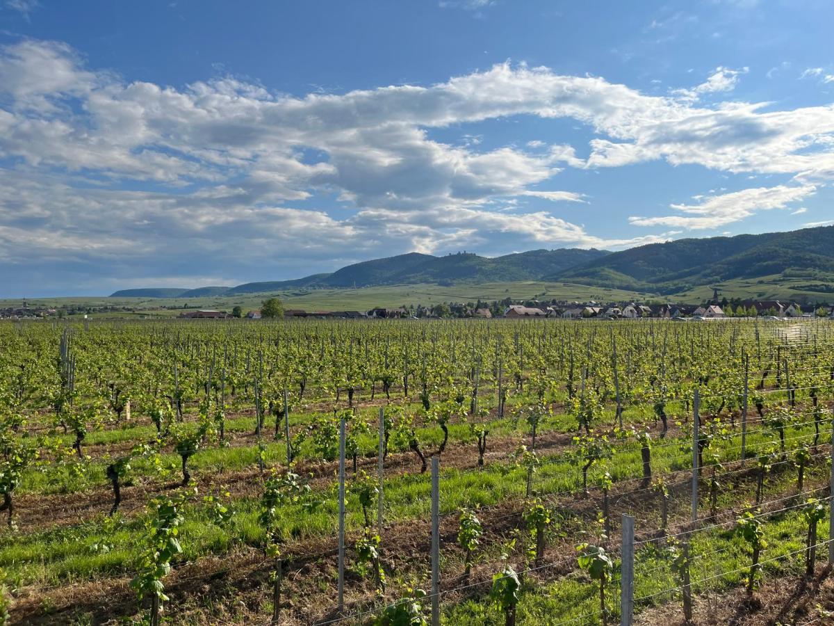Gite Proche Colmar Vignoble Wettolsheim Εξωτερικό φωτογραφία